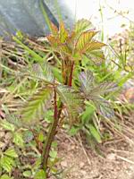 Ronce (Photo F. Mrugala)